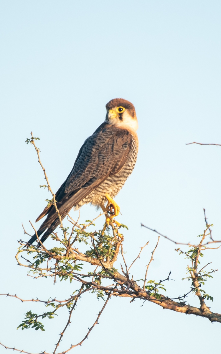 A photograph of a Red-necked falcon, captured during bird watching in Murchison Falls National Park in Northern Uganda.