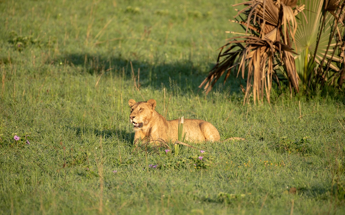 A photograph of a female African lion resting, captured on a game drive in Murchison Falls National Park in Northern Uganda