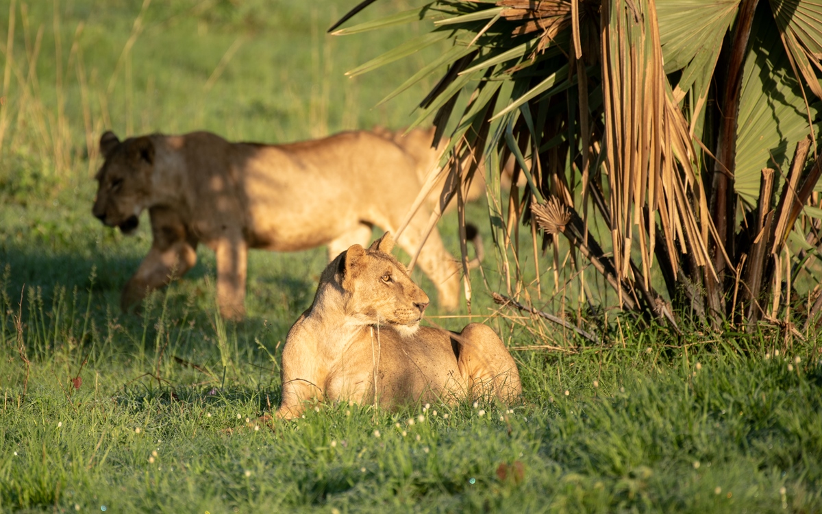 A photograph of female African lions captured on a game drive in Murchison Falls National Park in Northern Uganda