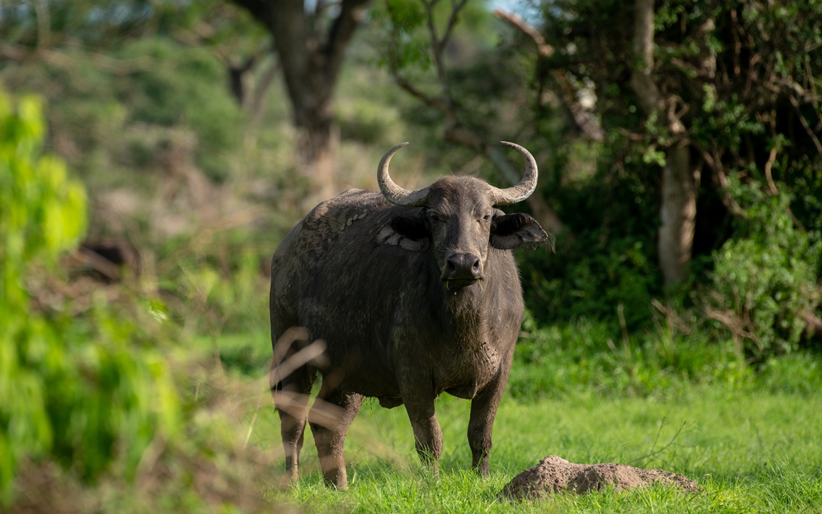 A photograph of a buffalo taken during a safari game drive in Murchison Falls National Park in North-Western Uganda.