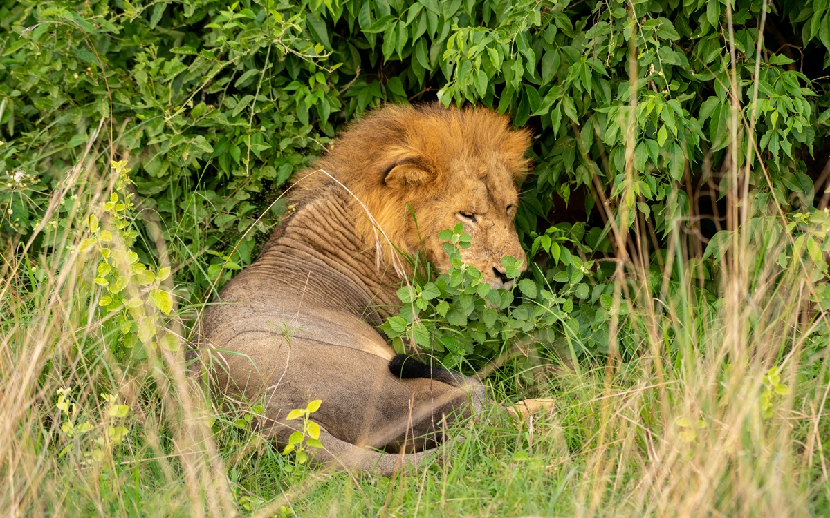 A photograph of a male African lion resting, captured during a game drive in Murchison Falls National Park located in Northern Uganda.