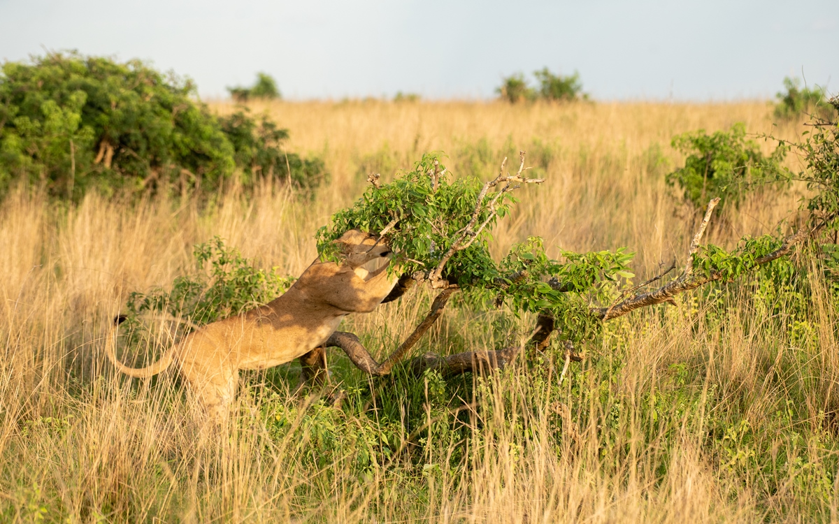 A photograph of a female African lion in tall grass captured on a game drive in Murchison Falls National Park in Northern Uganda.