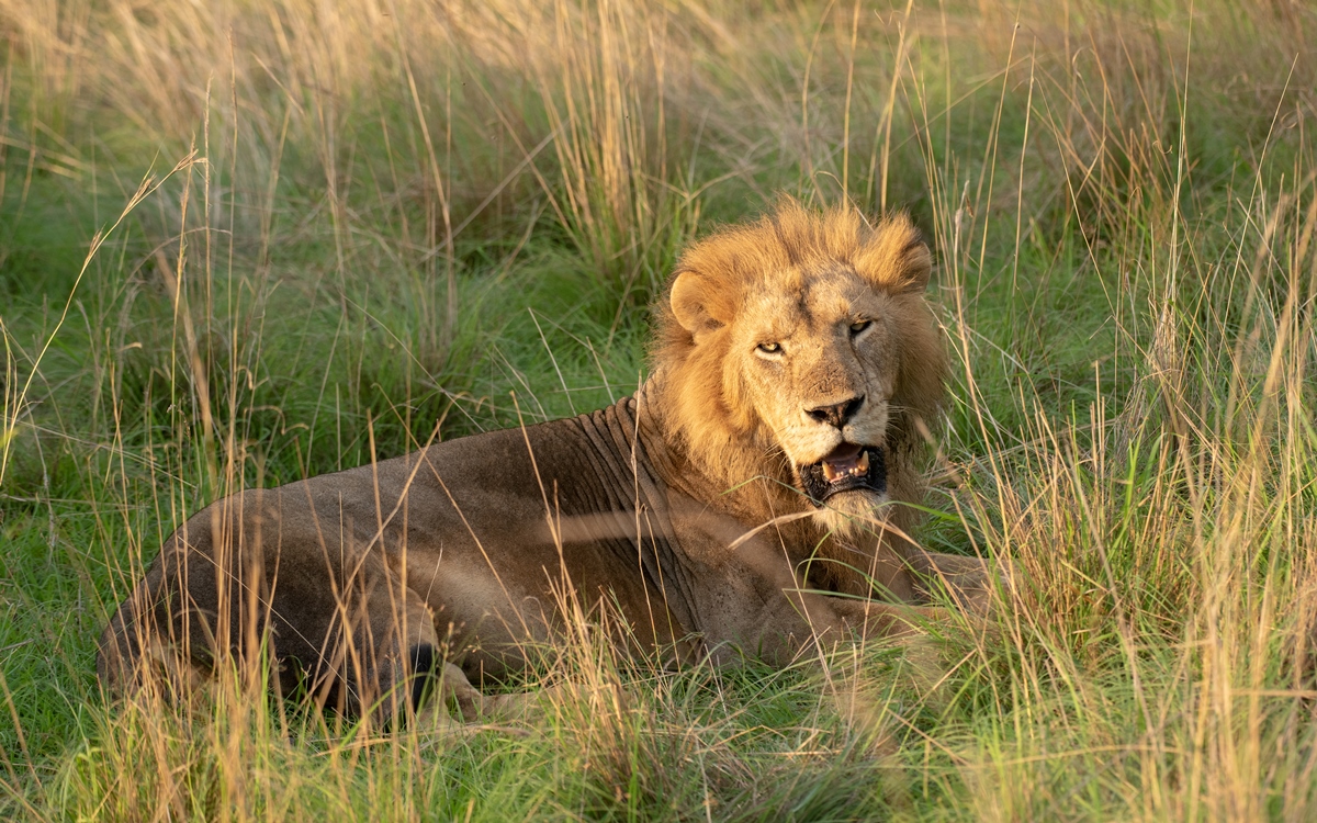 A photo of the African male lion in tall grass seen on a safari in Murchison Falls National Park in Northern Uganda.
