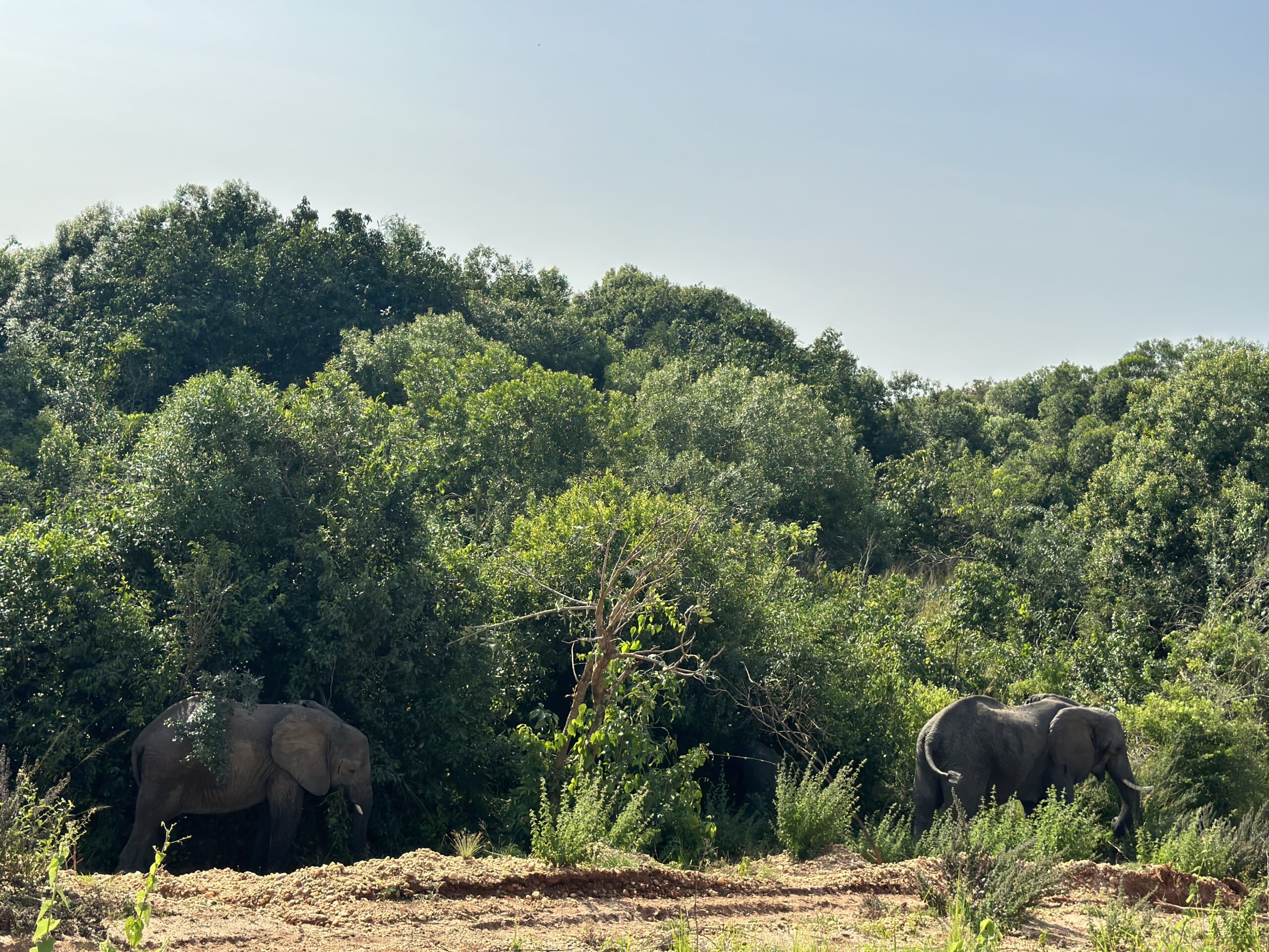 Wild life Photo Murchison Falls Bamboo Village Lodge, Uganda North Western Region