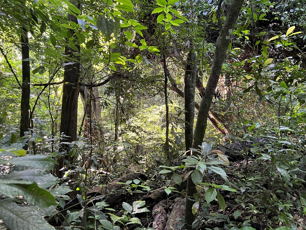 Forest Photo Budongo Eco Lodge Murchison Falls National Park, Uganda North Western Region