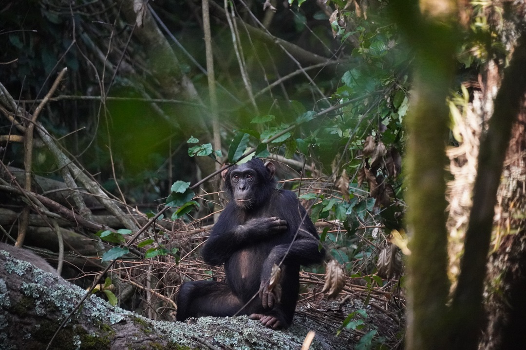 Wild life Photo Budongo Eco Lodge Murchison Falls National Park, Uganda North Western Region