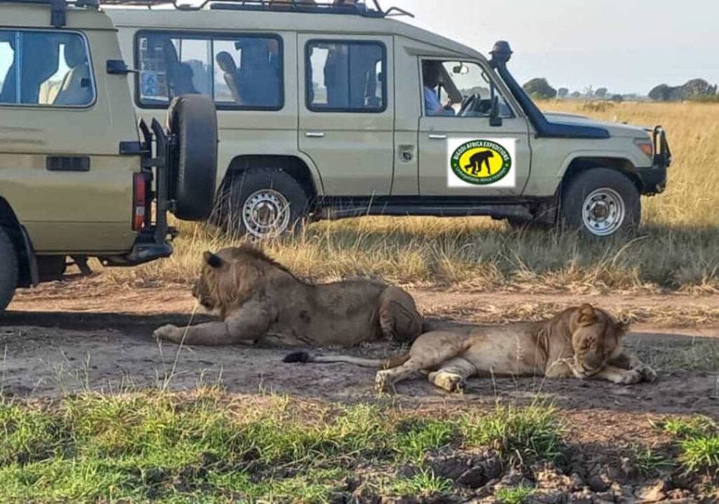 Safari Vehicle