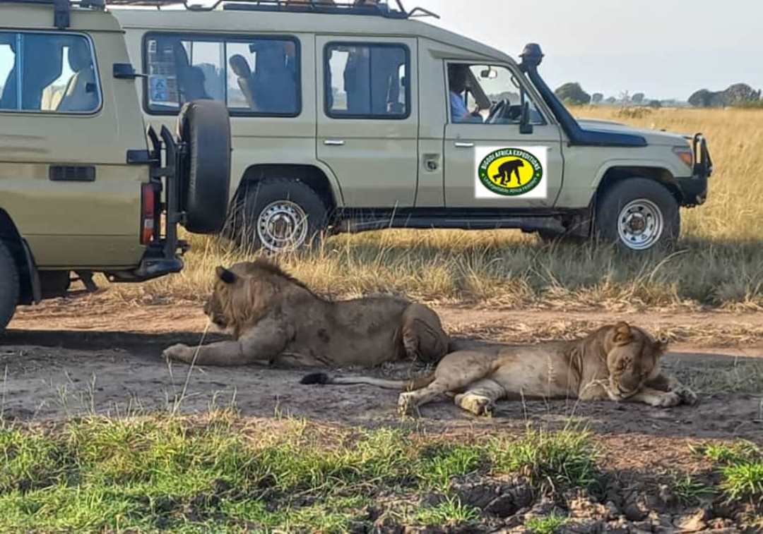 Safari vehicles Photo Budongo Eco Lodge Murchison Falls National Park, Uganda North Western Region