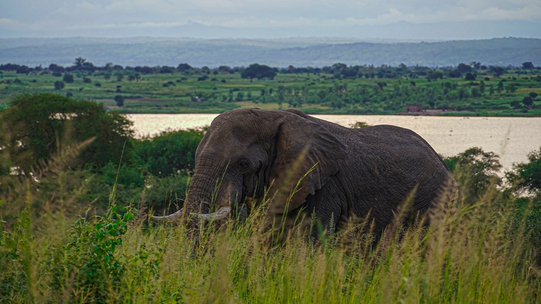 Things to do Photo Sambiya River Lodge Masindi Uganda Western Region Region