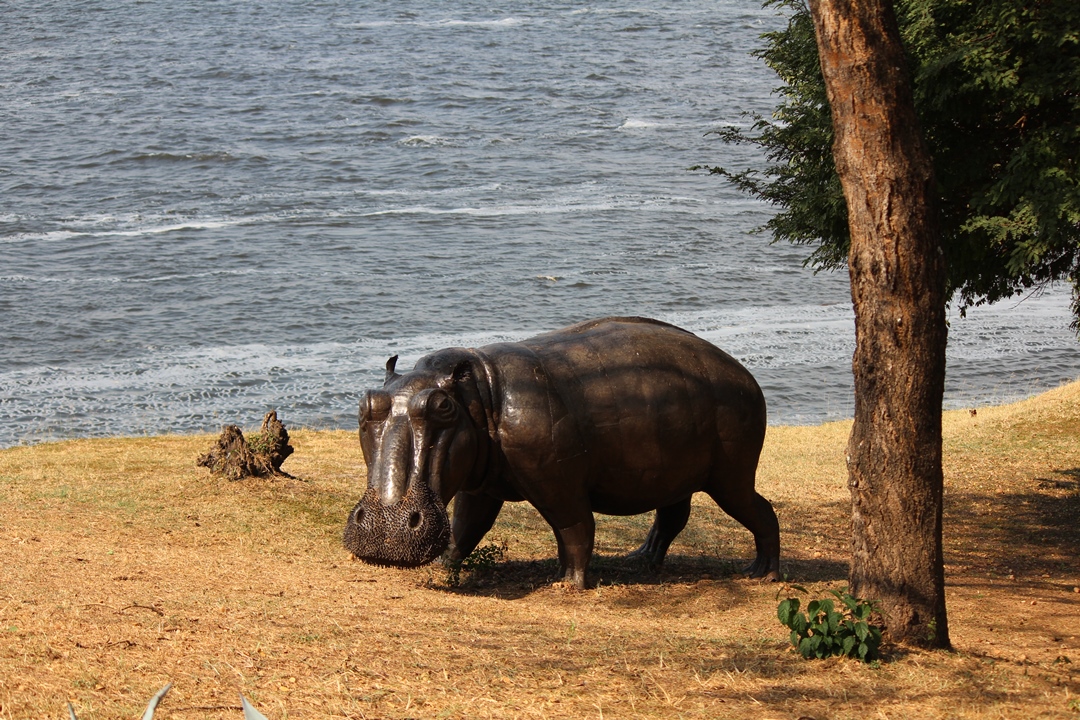 Wildlife Photo Murchison River Lodge, Uganda North Western Region