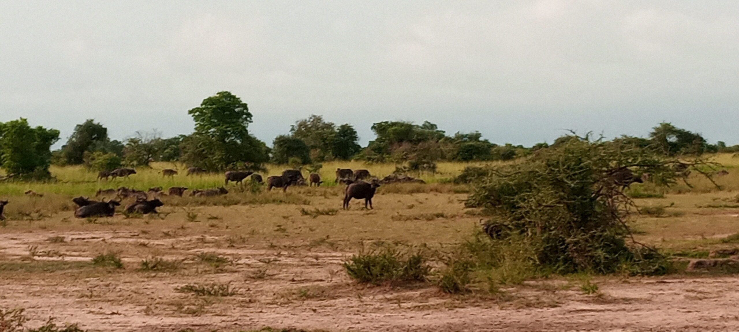 Wild life Photo Murchison Falls Bamboo Village Lodge, Uganda North Western Region 1