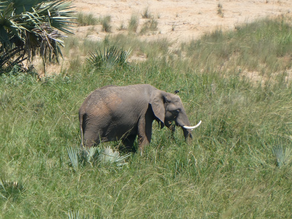 Wildlife Photo Kabalega Wilderness Lodge Murchison Falls National Park, Uganda North Western Region