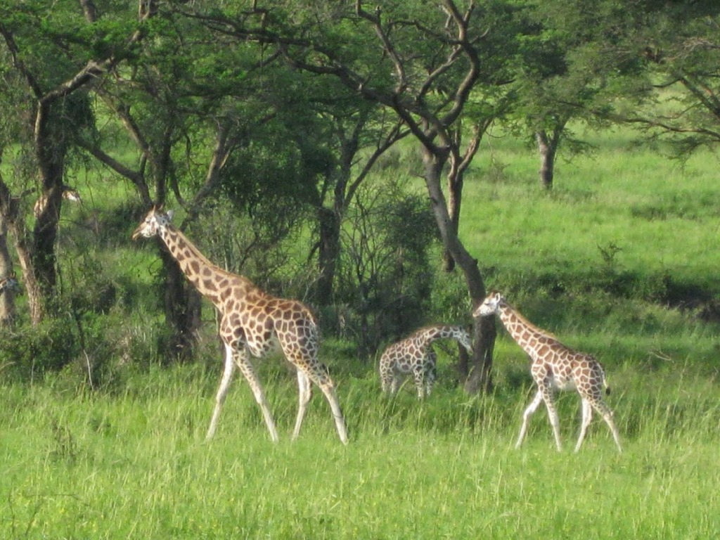 Wild life Photo Park Side Safari Lodge Pakwach Uganda Northern Region