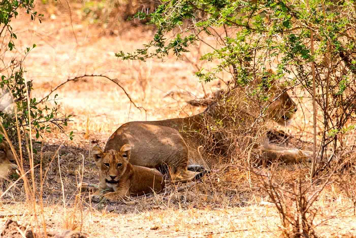 Wildlife Photo Nile Safari Lodge, Uganda North Western Region