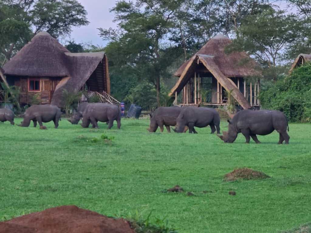 Attraction Photo Ziwa Rhino Lodge Nakasongola Uganda Northern Western Region