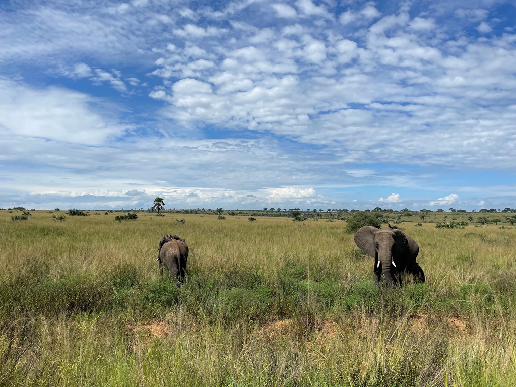 Wildlife Photo Tilenga Safari Lodge,Murchison Falls National Park, Uganda Northern Western Region