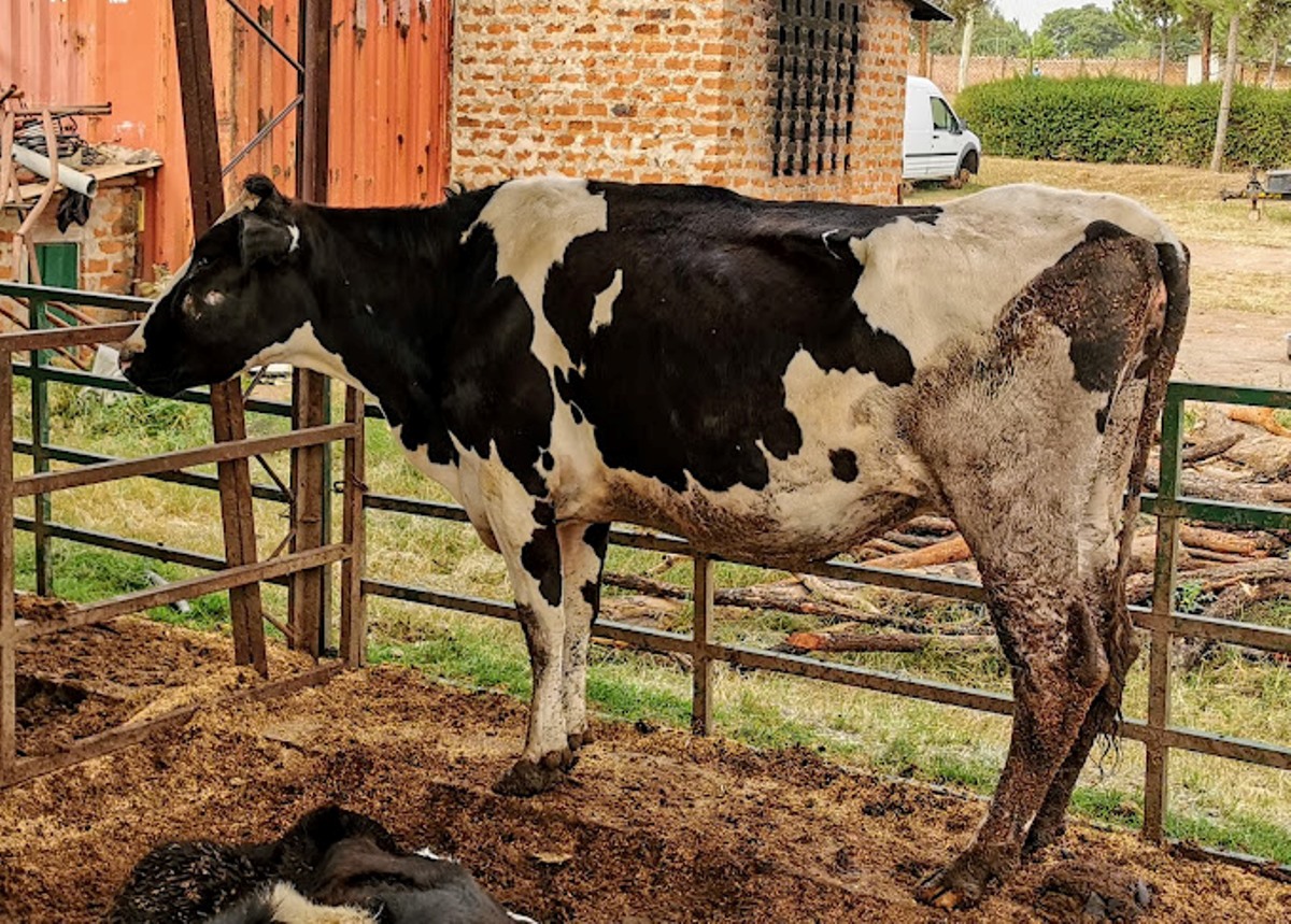 A photograph of an adult cow taken from the Gulu Uganda Country Dairy Farm in Gulu district, Northern Uganda during agri-tourism. Photo by Jakes Naude