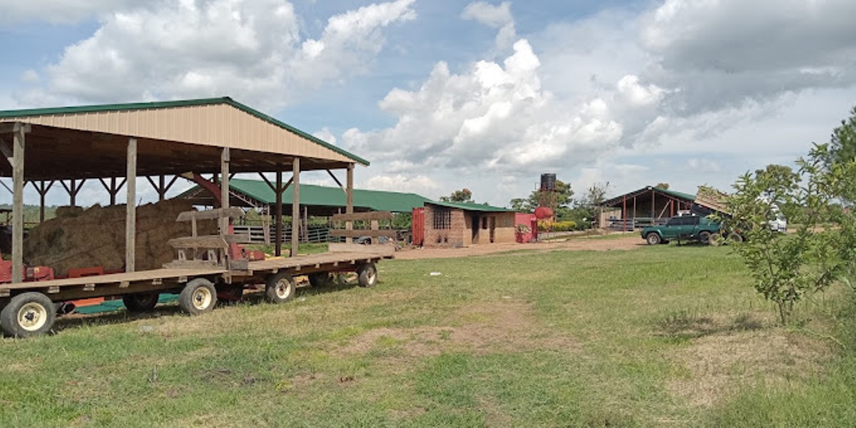 A photograph taken from the Gulu Uganda Country Dairy Farm in Gulu district, Northern Uganda during agri-tourism. Photo by Henry Wamala