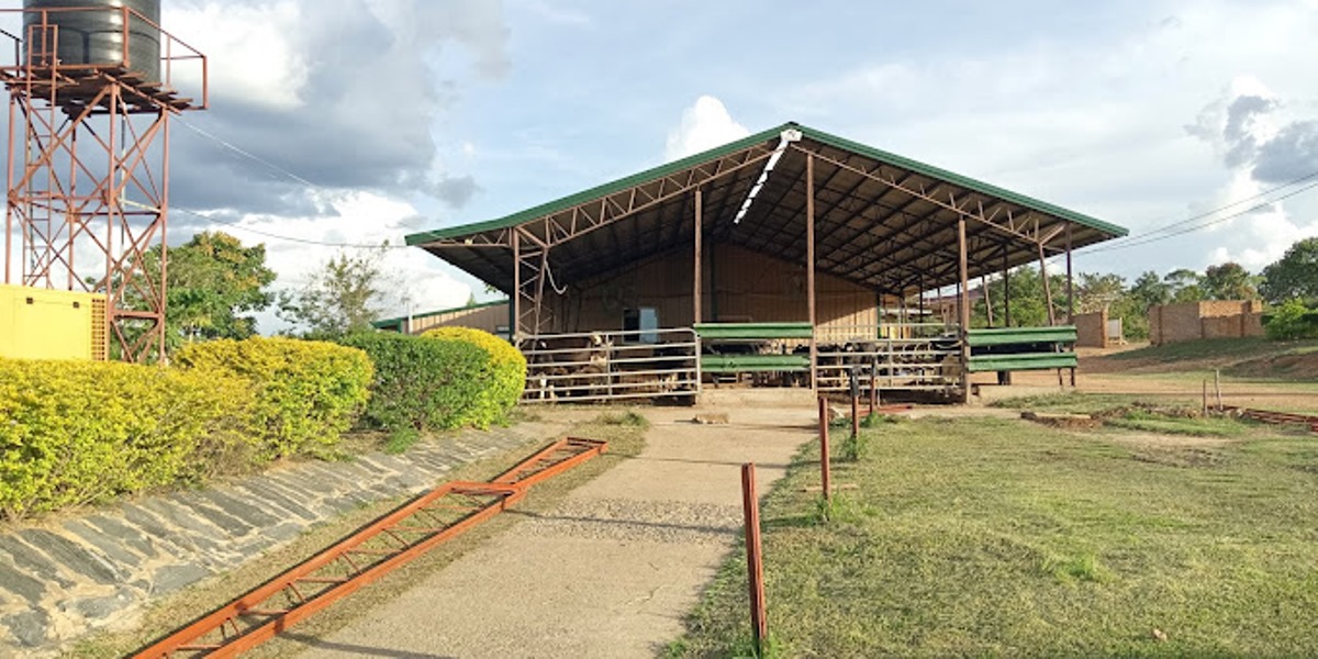 A photograph taken from the Gulu Uganda Country Dairy Farm in Gulu district, Northern Uganda during agri-tourism. Photo by Henry Wamala