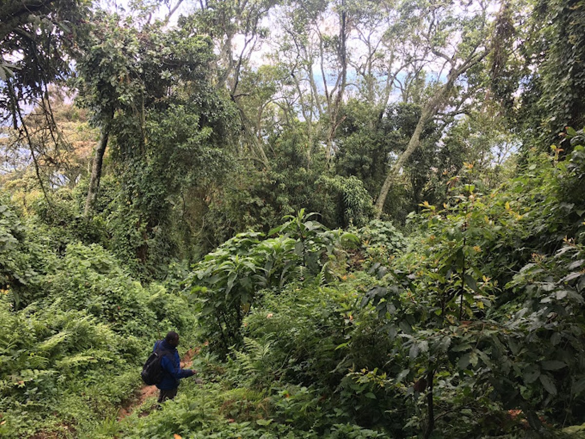 A photograph from the Karangura peak taken during a hiking tour on Rwenzori Mountains located in South Western Uganda. Photo by Piotr Kasprzyk