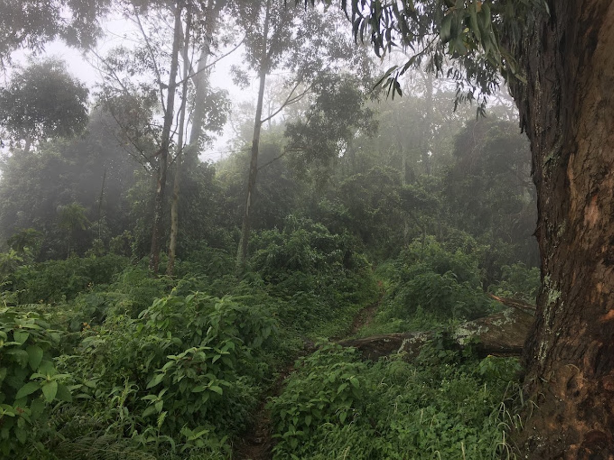 A photograph from the Karangura peak taken during a hiking tour on Rwenzori Mountains located in South Western Uganda. Photo by Piotr Kasprzyk