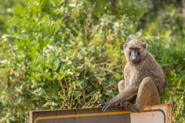 Baboon ( Papio ursinus) sitting on a road sign, Murchison Falls National Park, Uganda