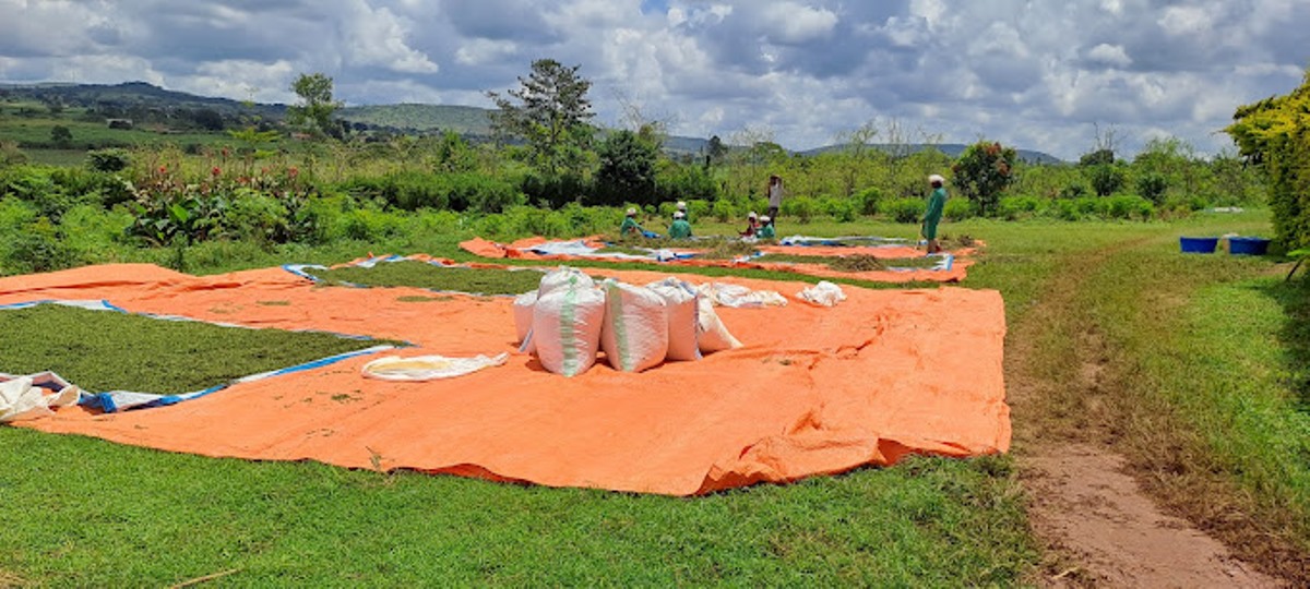 A photograph of farmers at the Raintree farm drying the farm produce taken during agri-tourism in Masindi in Northern Uganda. Photo by Kevin Obote