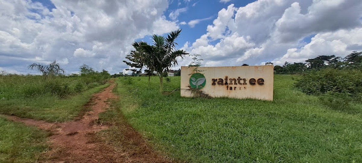 A photograph of the the Raintree farm sign post taken during agri-tourism in Masindi in Northern Uganda. Photo by Kevin Obote