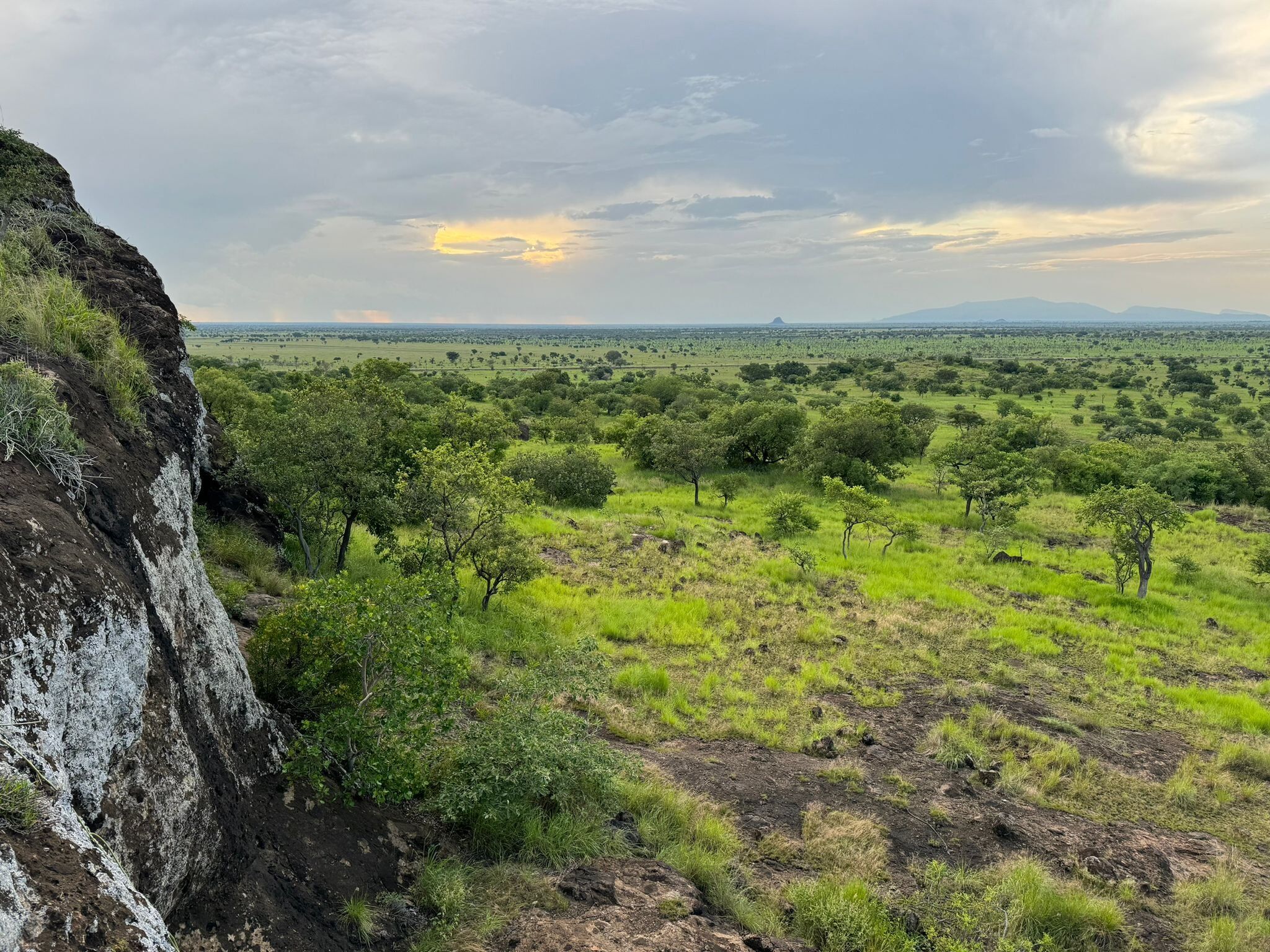 A photograph of the vegetation in the Pian Upe Wildlife Reserve located in Eastern Uganda.