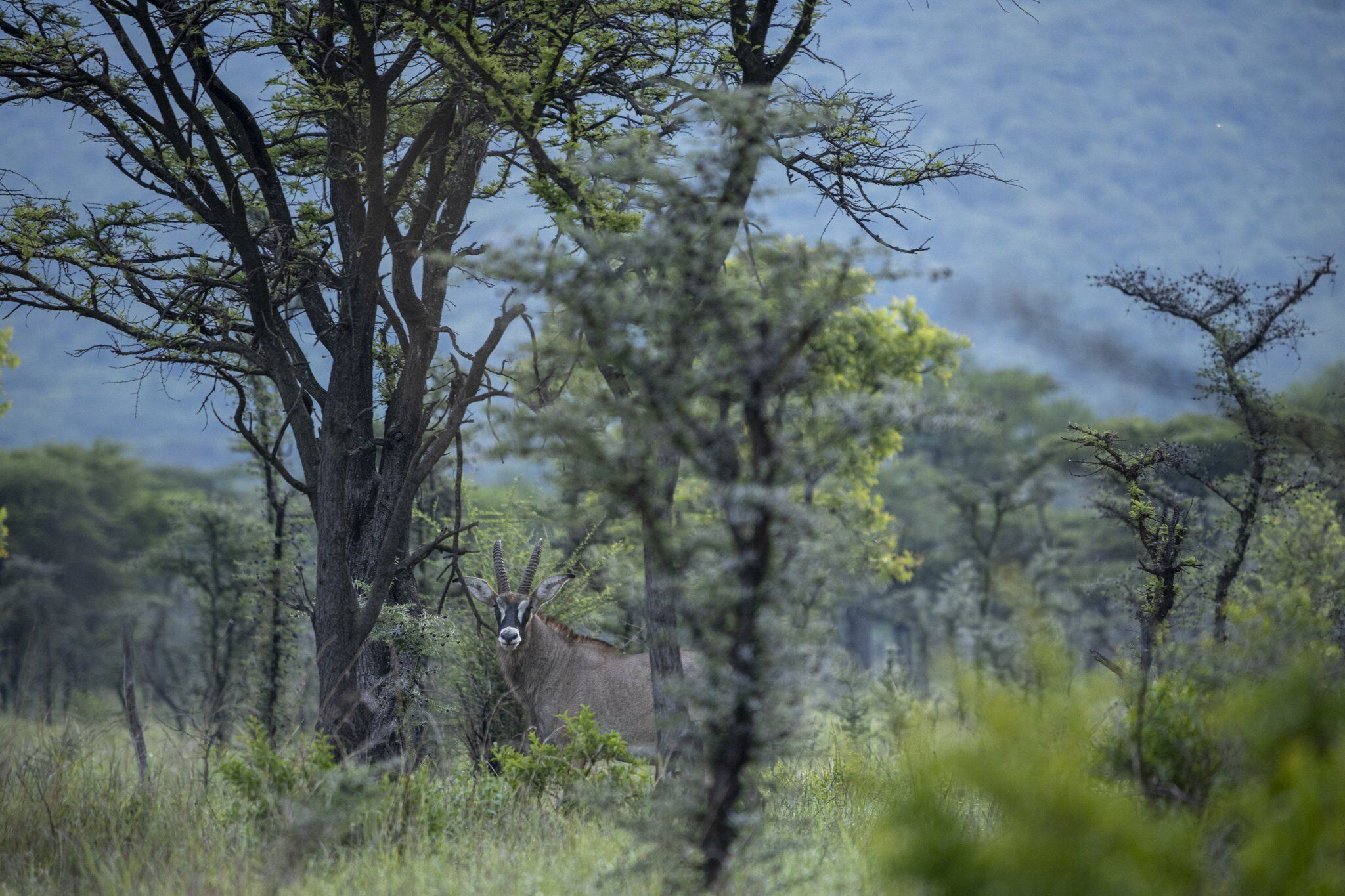 A photograph of a Roan antelope captured during a safari game drive in Pian Upe Wildlife Reserve located in Eastern Uganda