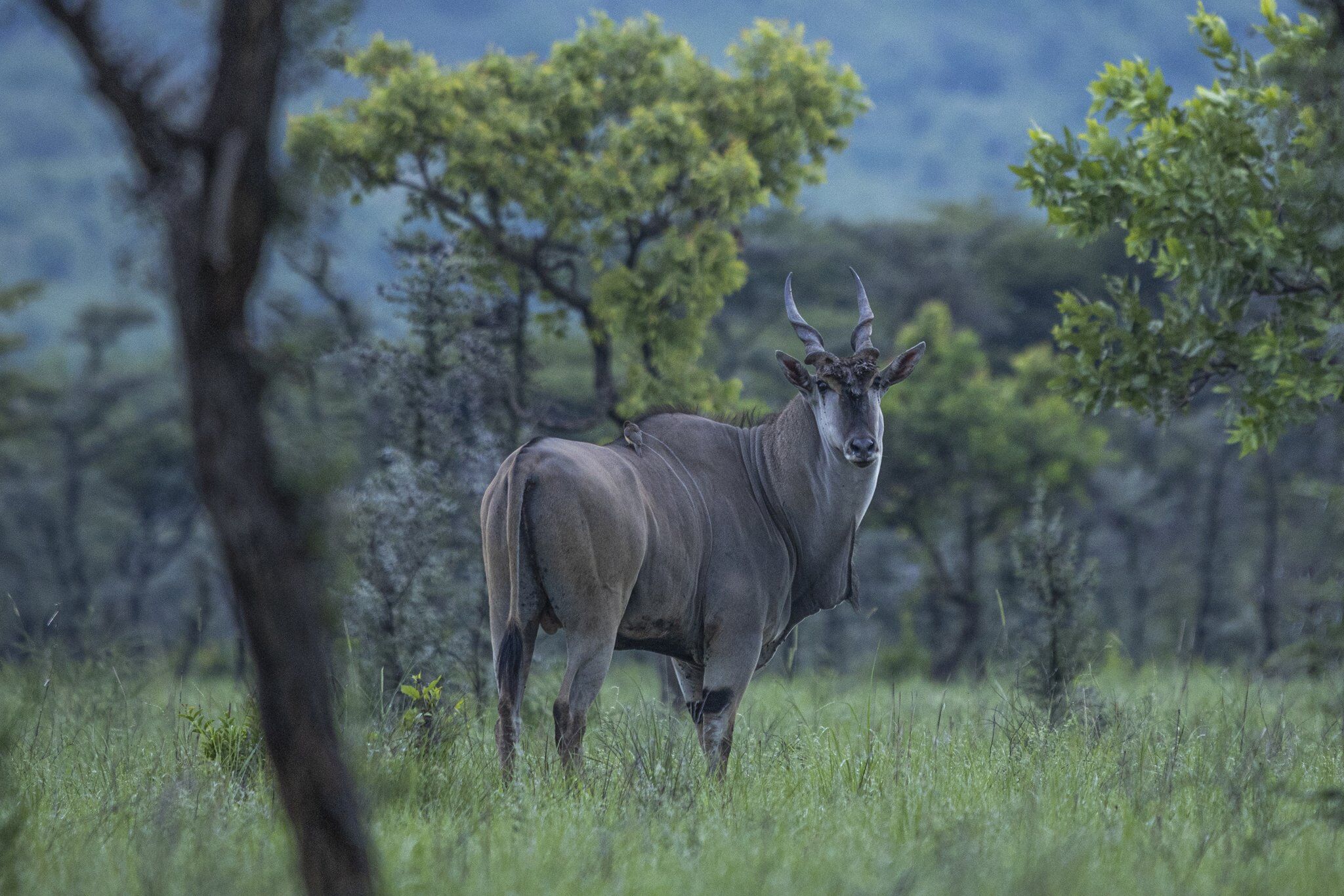 A photograph of a common eland taken during a safari game drive in Pian Upe Wildlife Game Reserve in Eastern Uganda