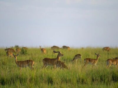 A photograph of a group of impalas taken during a safari game drive in the Pian Upe Wildlife Reserve in Eastern Uganda