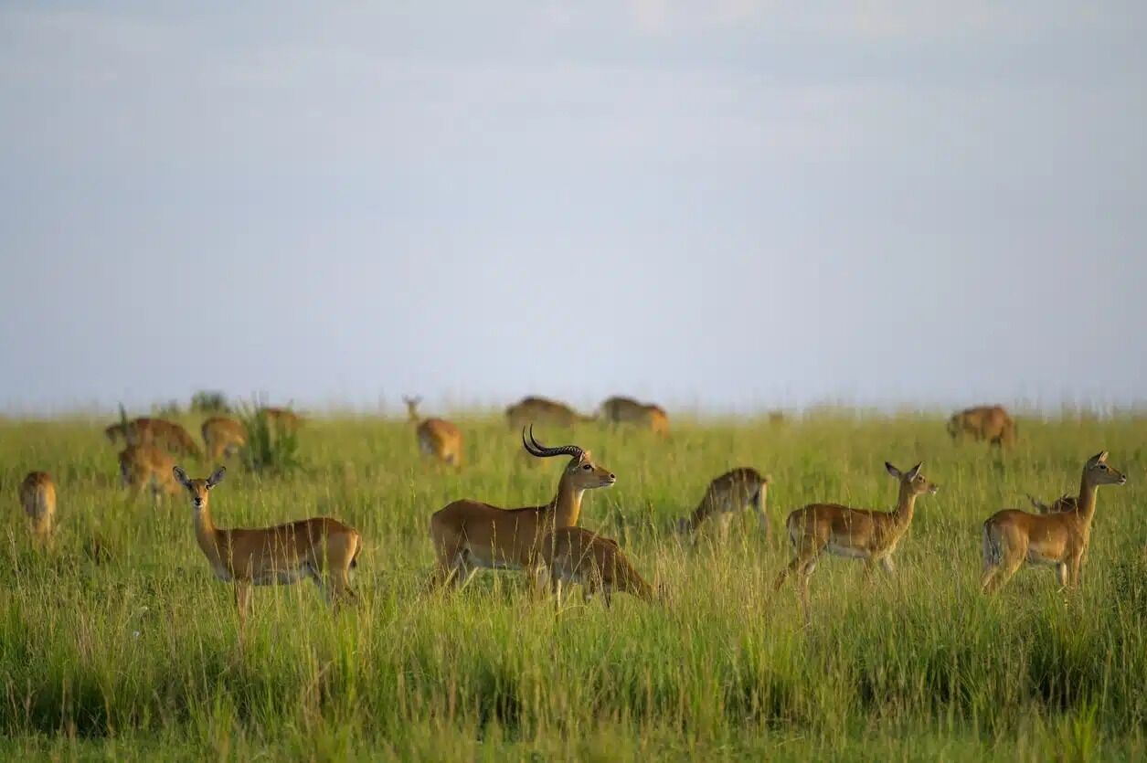 A photograph of a group of impalas taken during a safari game drive in the Pian Upe Wildlife Reserve in Eastern Uganda