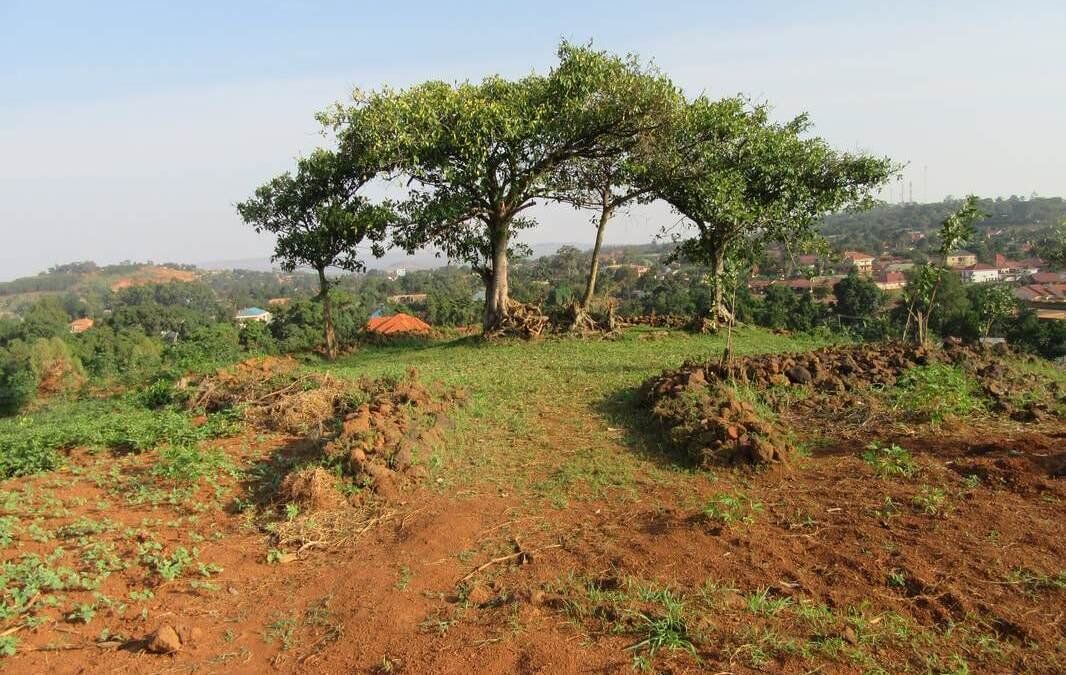 A photograph of Mpumudde Hill where Chwa II Kabelega, the Omukama of Bunyoro (1869-1899) died in his sleep while returning from exile in 1923 located in Eastern Uganda