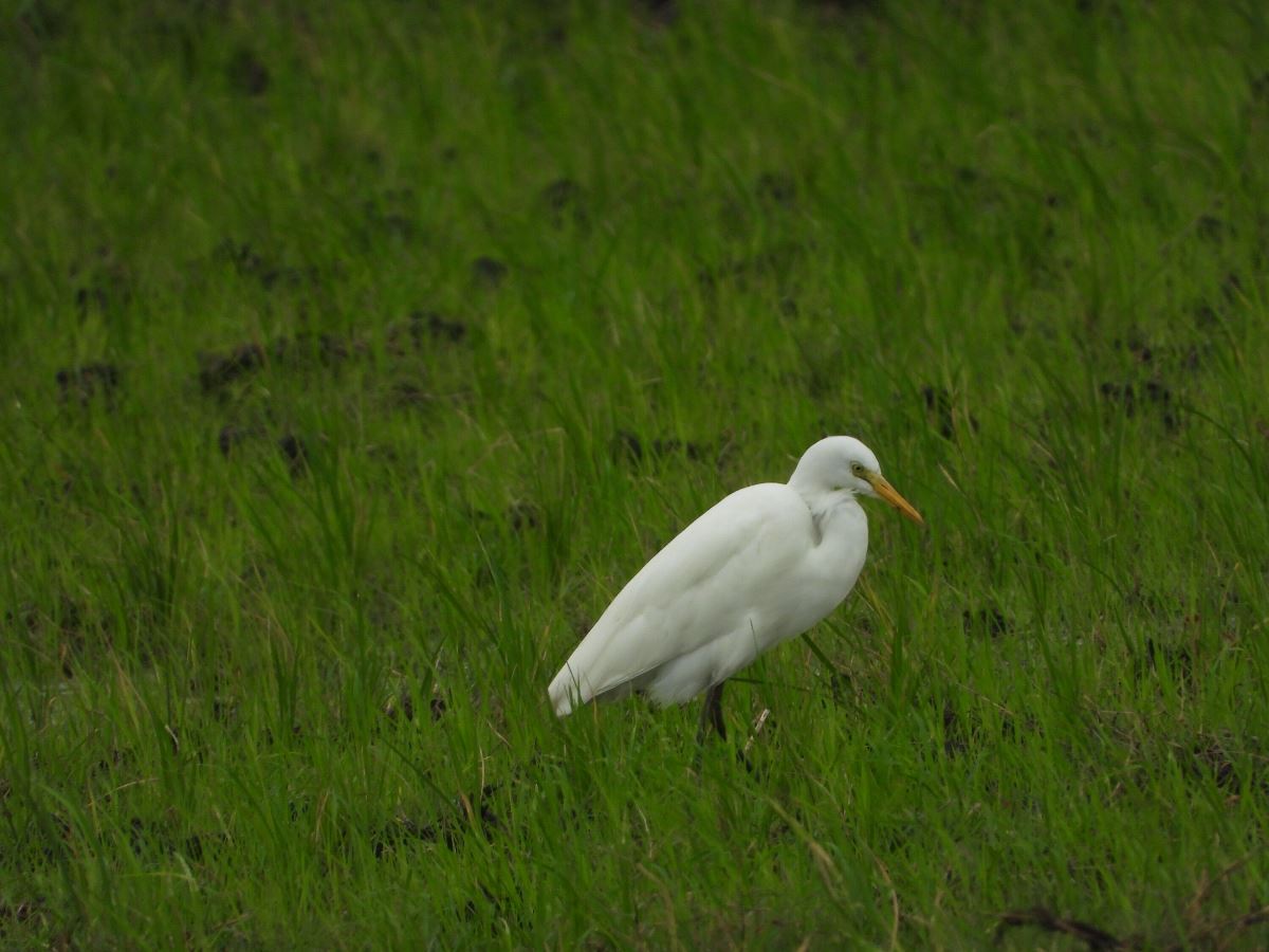 A photograph of an intermediate egret taken from Kibimba Rice Scheme during agro-tourism located in Bugiri in Eastern Uganda