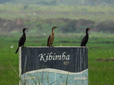 A photograph taken from the Kibimba Rice Scheme located in Bugiri in Eastern Uganda