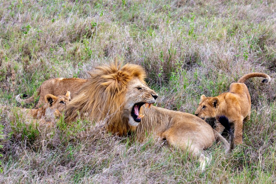 Wildlife Photo ATACO Country Resort Hotel Uganda Western Region