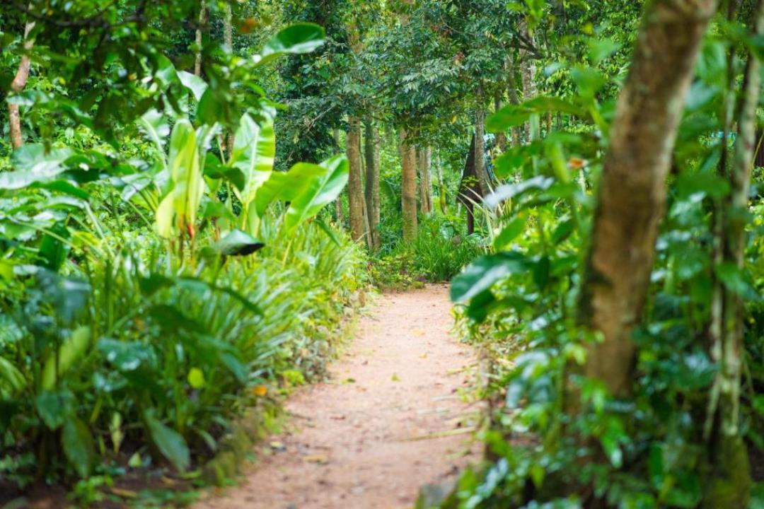 Walkway Photo Kibale Forest Camp Lodge, Kibale Forest National Park Uganda Western Region