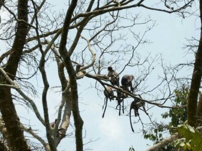 A photograph of endangered red colobus monkeys hanging on a tree branch taken during Tooro Kokasemera Countryside Experience in Western Uganda.