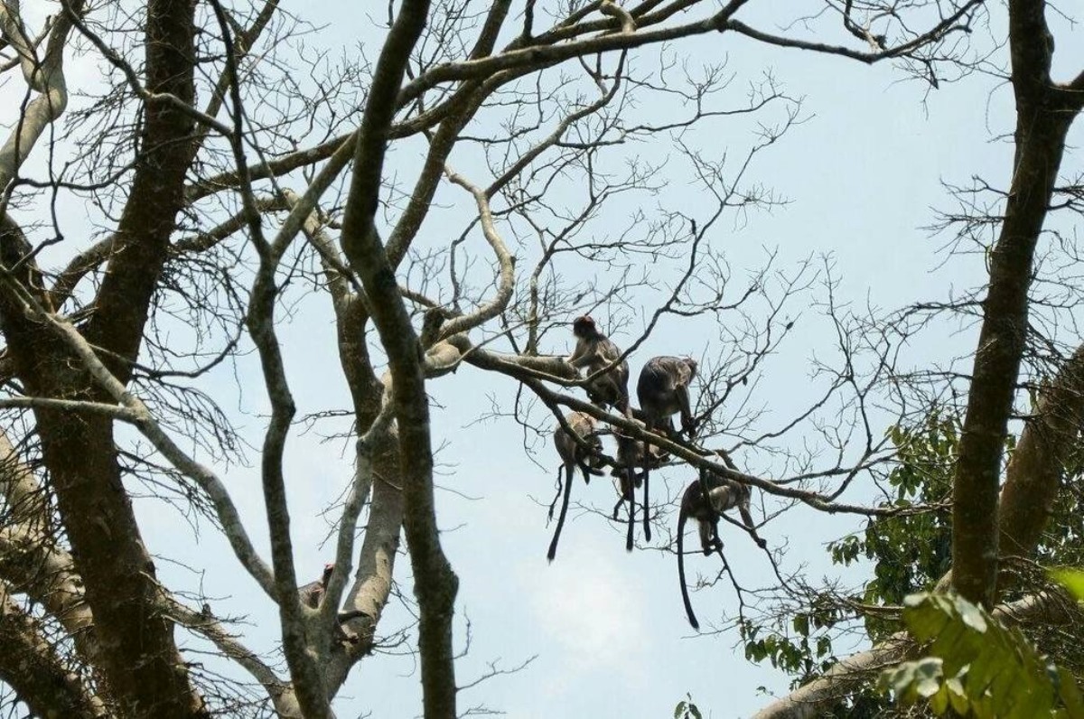 A photograph of endangered red colobus monkeys hanging on a tree branch taken during Tooro Kokasemera Countryside Experience in Western Uganda.