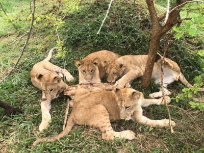 A photograph of African lion cubs taken during taken during a wildlife experience to CTC Conservation Centre in Butambala, Uganda