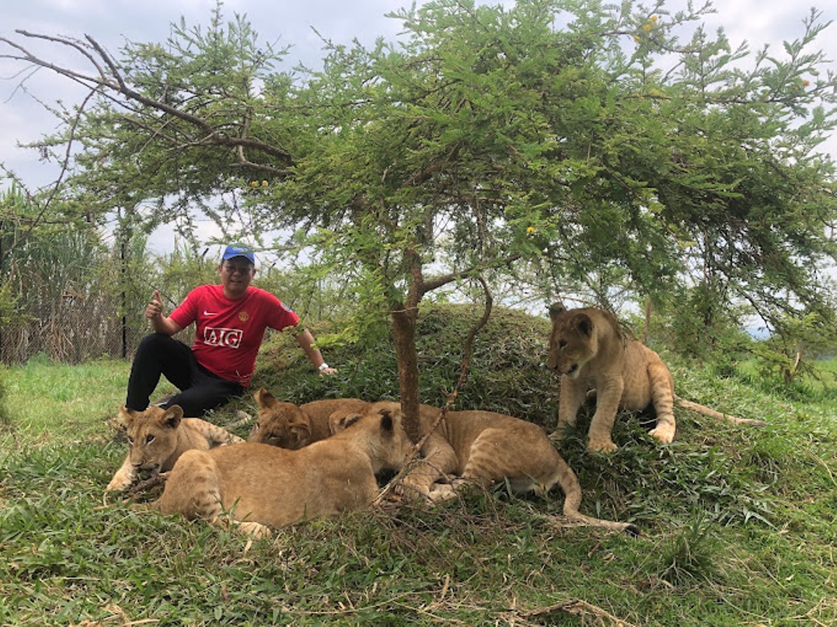 A photograph of a tourist with African lion cubs taken during taken during a wildlife experience to CTC Conservation Centre in Butambala, Uganda