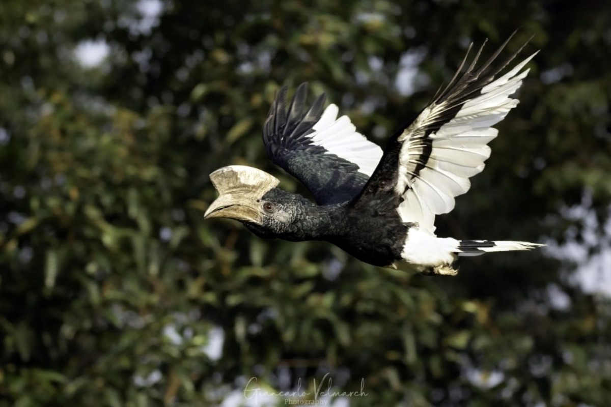 A photograph of a Black and white casquest hornbill flying, taken during a birdwatching tour in Mabamba Swamp located on the Northern Shores of Lake Victoria, Uganda