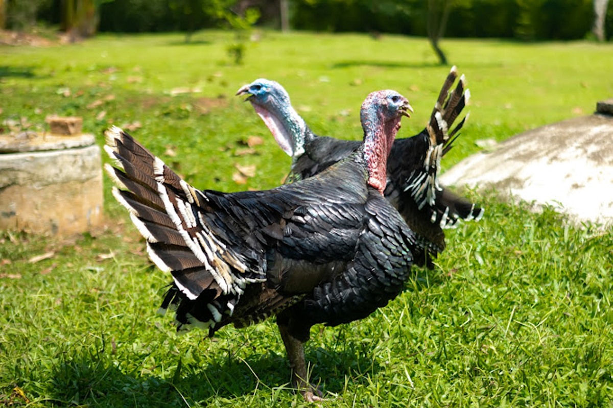 A photograph of a pair of turkeys taken from Bwigamiro Country Home located in Fort Portal, Uganda