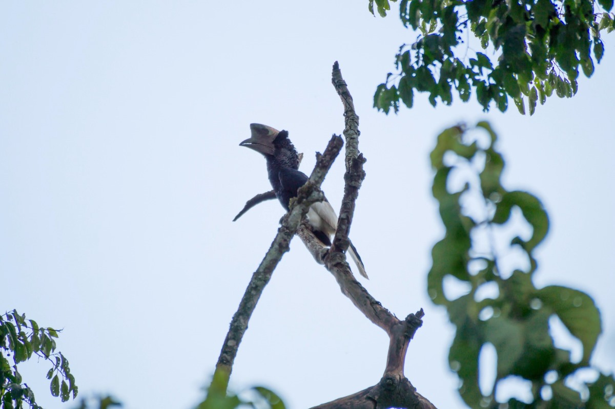 A photograph of a Black- and- White casqued hornbill taken during the Tooro Kakosemera Countryside in Western Uganda.