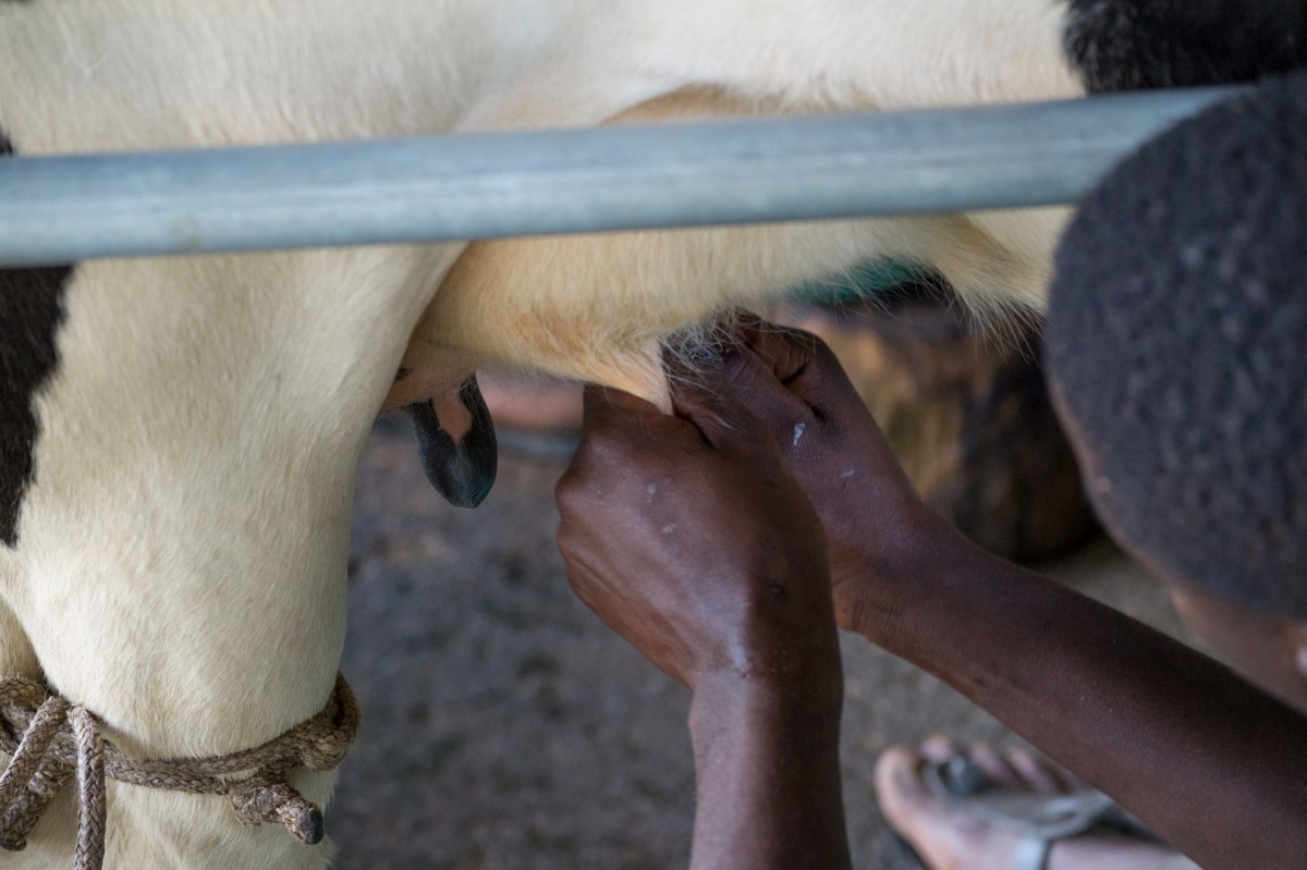 A photograph of a man milking a cow taken during the Tooro Kakosemera Countryside in Western Uganda