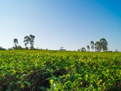 A photograph of tea plantations taken during a tea experience tour in Western Uganda