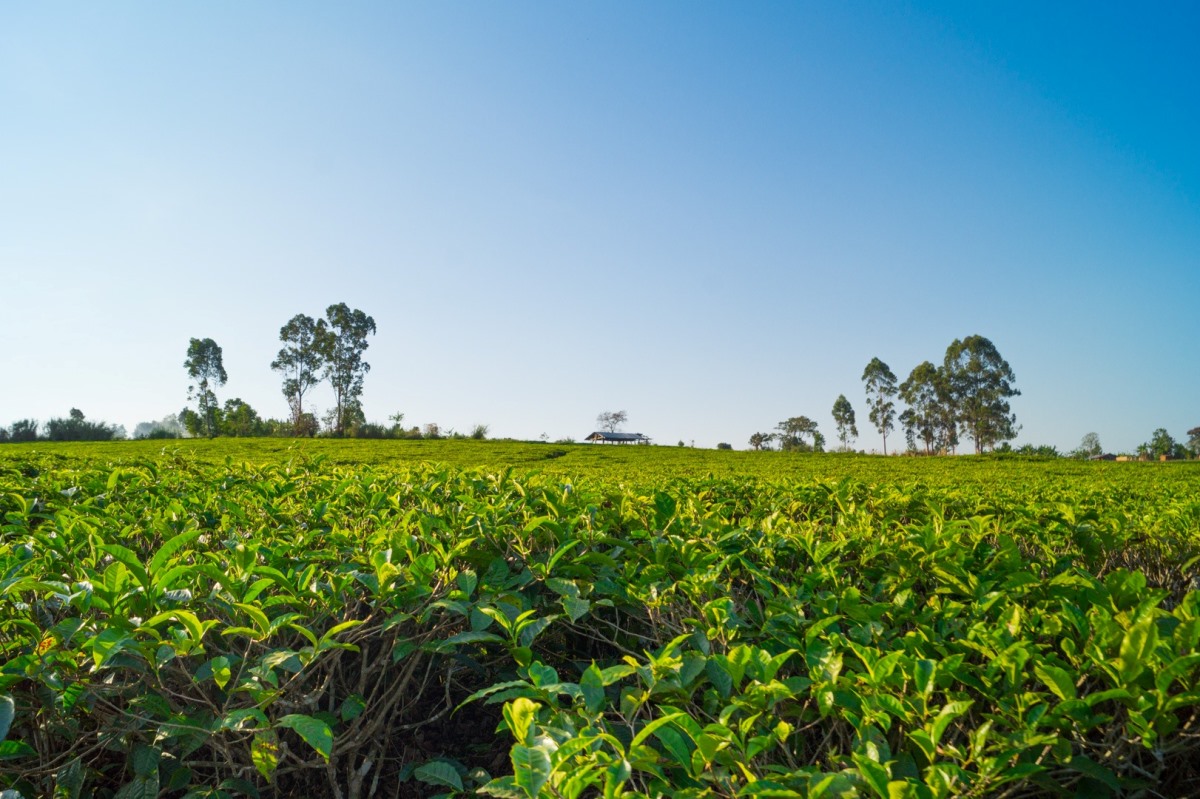 A photograph of tea plantations taken during a tea experience tour in Western Uganda