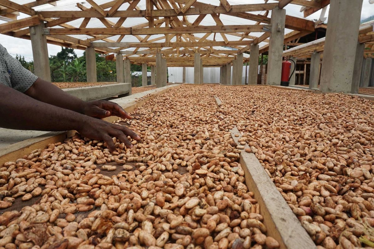 A photograph of dry cocoa seeds taken during an agro tour to Bundibugyo in Western Uganda