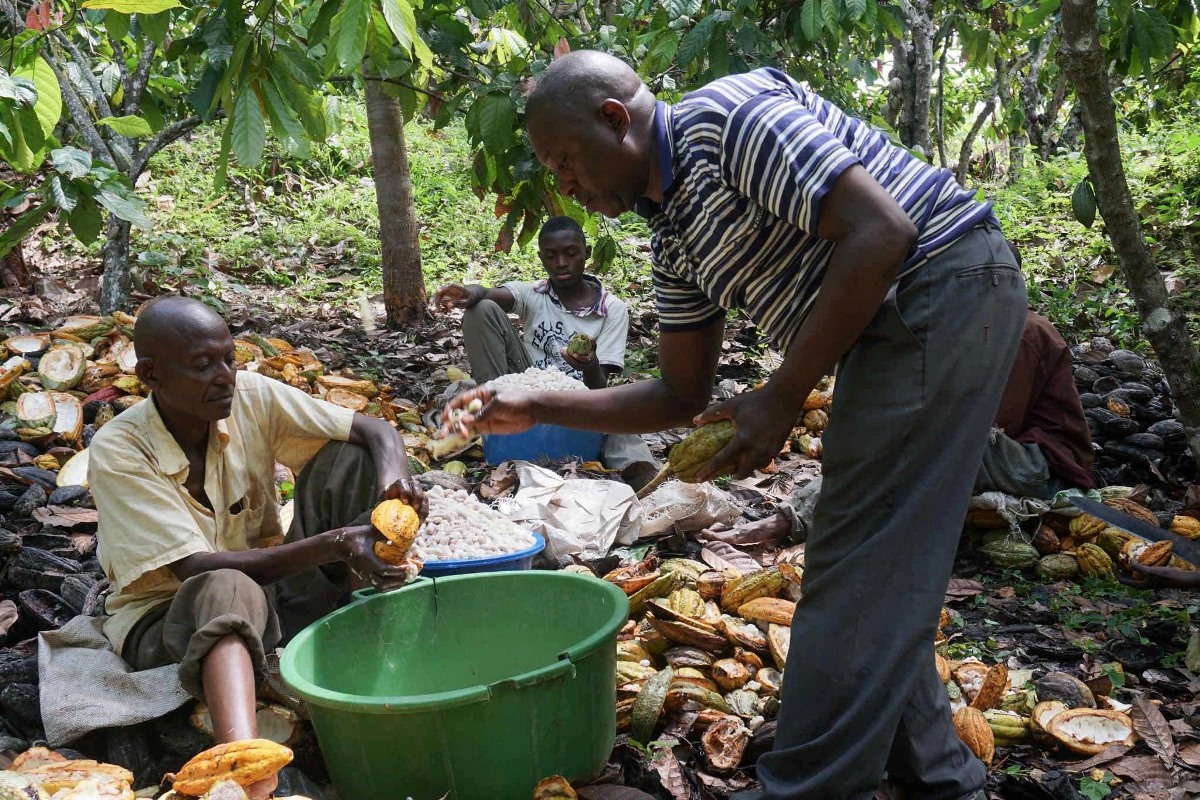 A photograph of farmers extracting cocoa seeds from the cocoa fruit taken during an agro tour in Bundibugyo located in Western Uganda